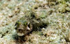 Medusa Blenny