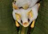 Honduran White Bat