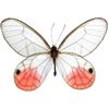 Pink-Tipped Satyr Butterfly