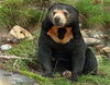 Sun Bear