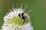 Yellow Bumblebee