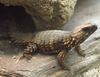 Armadillo Girdled Lizard