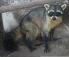 Crab-Eating Raccoon