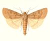 Midway Noctuid Moth
