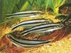 African Glass Catfish