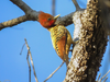 Kaempfer's woodpecker