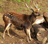 Visayan Spotted Deer