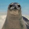 Hawaiian Monk Seal