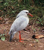 Kagu