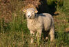 Danish Landrace Sheep