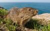 Santa Catarina's Guinea Pig