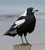 Australian Magpie