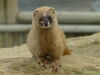 Siberian Weasel