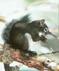 Mt. Graham Red Squirrel