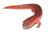 Red Salamander