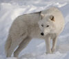 Arctic Wolf