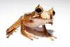 Horned Marsupial Frog