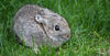 Pygmy Rabbit