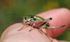 Southern Alpine Bush Cricket