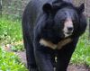 Asiatic Black Bear