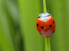 Ladybug