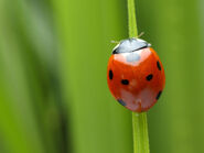 The Scarce Seven-Spotted Ladybird