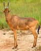 Lelwel Hartebeest