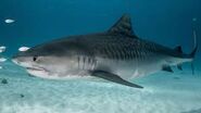 Tiger Shark