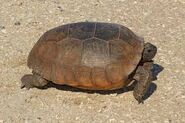 The gopher tortoise