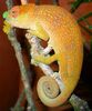 Flap-Nosed Chameleon