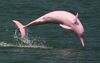 Amazon River Dolphin