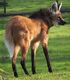 Maned Wolf