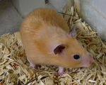 Golden Hamster