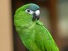 Green Parrot