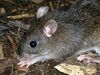 Camiguin Forest Mouse