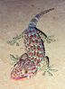 Tokay Gecko