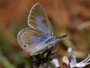 Highveld Blue Butterfly