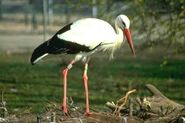 Siberian Crane