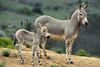 African Wild Donkey / Ass