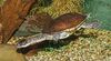 Roti Island snake-necked turtle