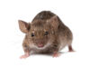 House Mouse