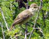 Saipan Reed Warbler