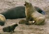 New Zealand Sea Lion