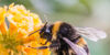 Rusty-Patched Bumble Bee