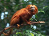 Golden Lion Tamarin