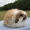 American Fuzzy Lop