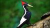 Ivory-Billed Woodpecker