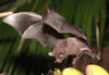 Japanese Short-Tailed Bat