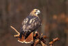 Red-Tailed Hawk