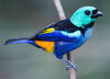 Seven-Colored Tanager